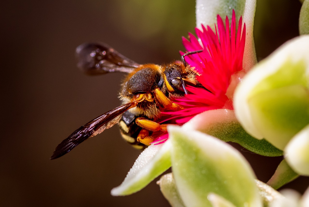 Attracting Pollinators: Creating the Perfect Eco-Garden